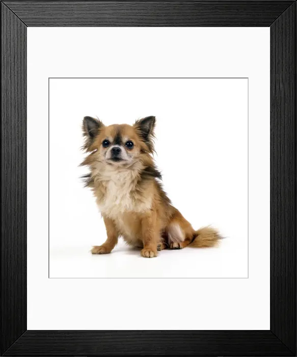 Framed Print : Chihuahua Dog Framed Print : Chihuahua Dog