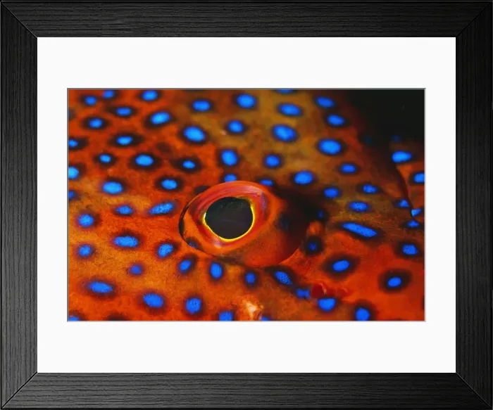 Framed Print : Coral Grouper KA 293 Close-up of eye - Indian Ocean Cephalopholis miniata © Kurt Amsler / ARDEA LONDON Framed Print : Coral Grouper KA 293 Close-up of eye - Indian Ocean Cephalopholis miniata © Kurt Amsler / ARDEA LONDON