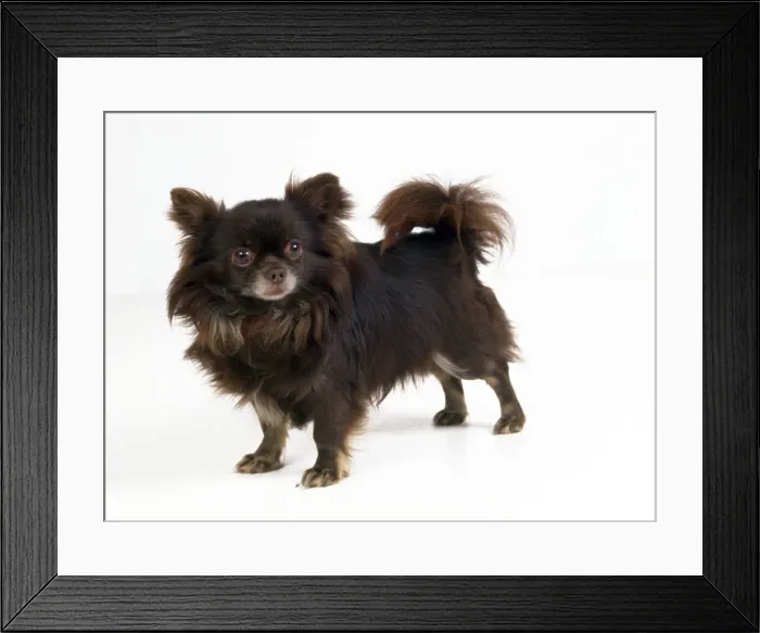Framed Print : Chihuahua Dog Framed Print : Chihuahua Dog
