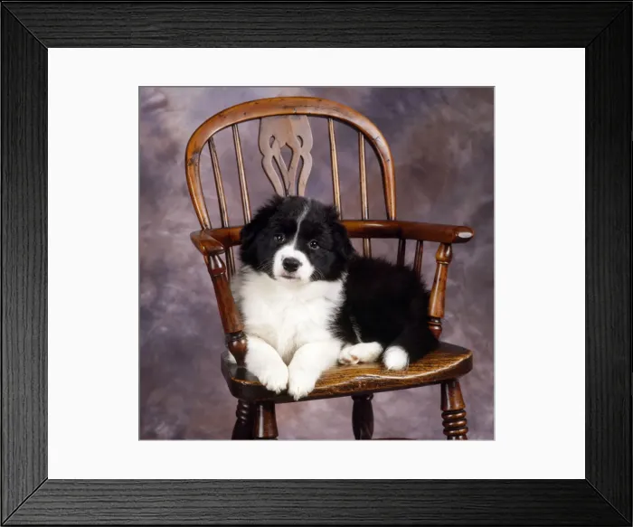Framed Print : Border Collie Dog - puppy on chair