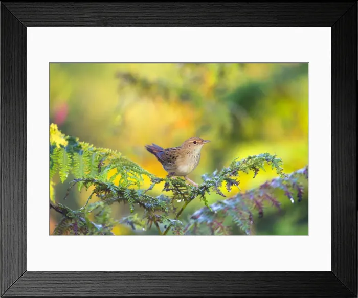 Framed Print : Grasshopper Warbler - Summer - UK - on Bracken Framed Print : Grasshopper Warbler - Summer - UK - on Bracken