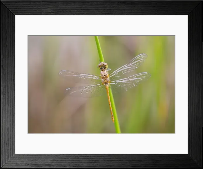 Framed Print : Common Darter Dragonfly - newly emerged male - Cornwall, UK Framed Print : Common Darter Dragonfly - newly emerged male - Cornwall, UK