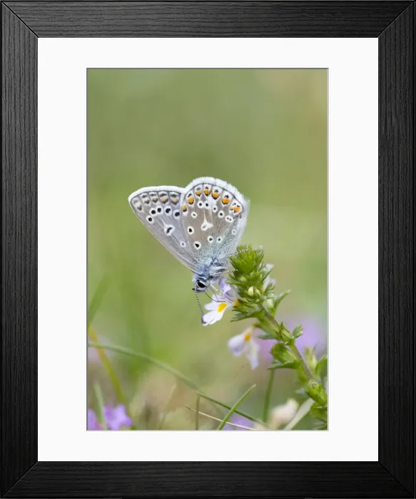 Framed Print : Common Blue Butterfly - on Eyebright flower - UK Framed Print : Common Blue Butterfly - on Eyebright flower - UK