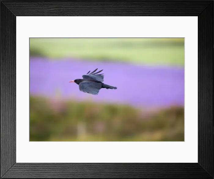 Framed Print : Chough - in flight - Cornwall, UK Framed Print : Chough - in flight - Cornwall, UK