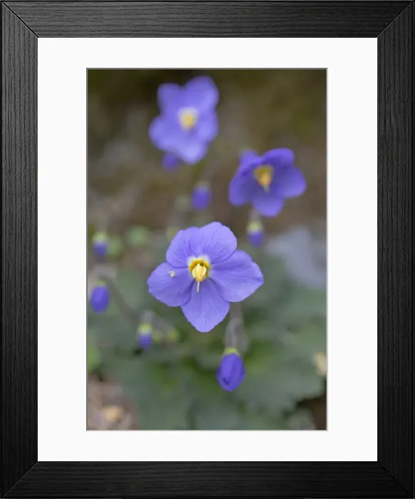 Framed Print : Bear's Ear Flower - with Crab Spider - Pyrennes, Spain Framed Print : Bear's Ear Flower - with Crab Spider - Pyrennes, Spain