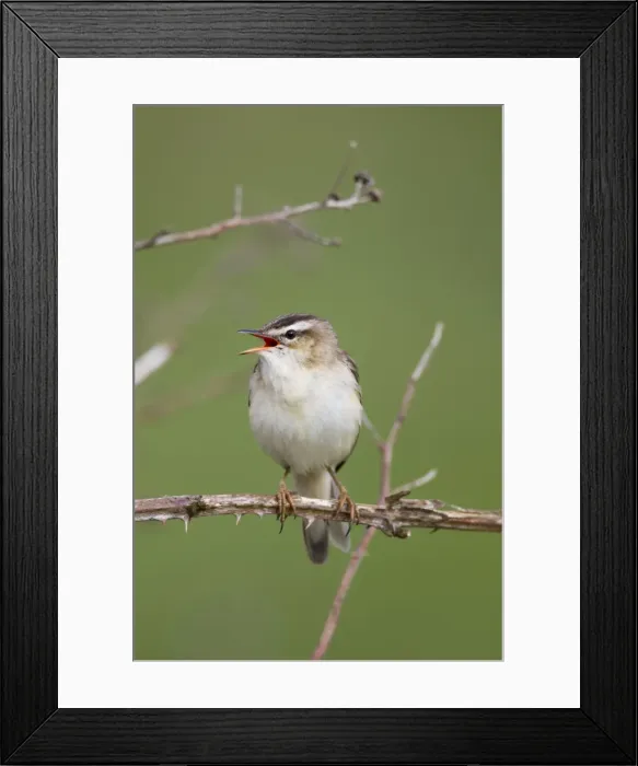 Framed Print : Sedge Warbler - calling - Scotland - UK Framed Print : Sedge Warbler - calling - Scotland - UK