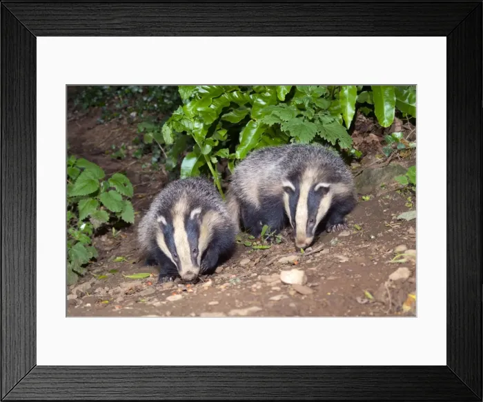 Framed Print : Badgers - evening - Cornwall, UK Framed Print : Badgers - evening - Cornwall, UK