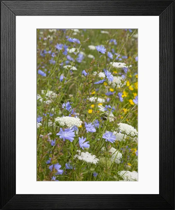 Framed Print : Arable Flowers - Summer - Mewslade - Gower, Wales, UK Framed Print : Arable Flowers - Summer - Mewslade - Gower, Wales, UK