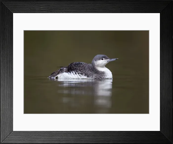 Framed Print : Red Throated Diver - in winter plumage - UK Framed Print : Red Throated Diver - in winter plumage - UK