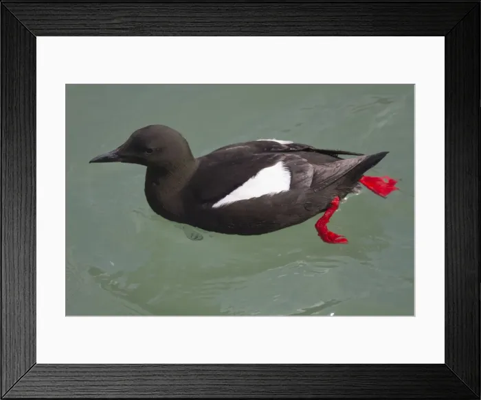 Framed Print : Black Guillemot - near Stranraer - Scotland - UK Framed Print : Black Guillemot - near Stranraer - Scotland - UK
