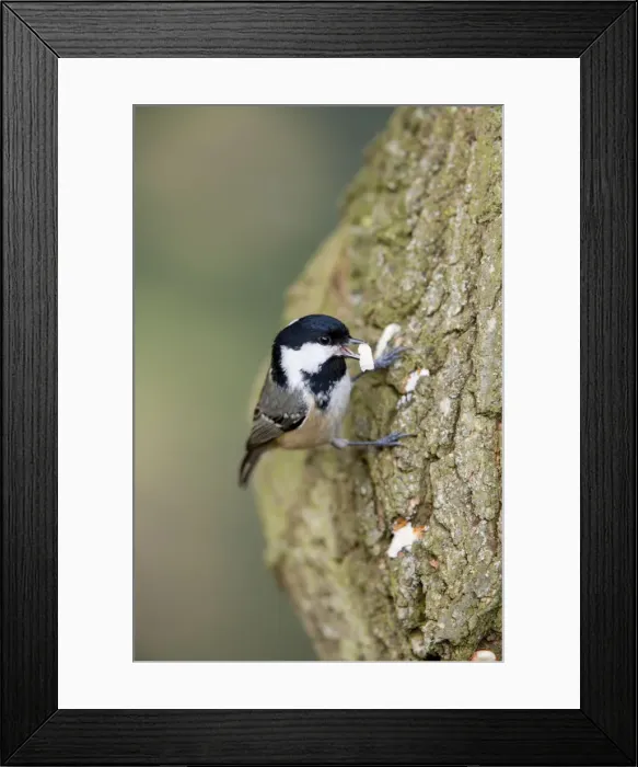 Framed Print : Coal Tit on Tree Trunk - UK Framed Print : Coal Tit on Tree Trunk - UK