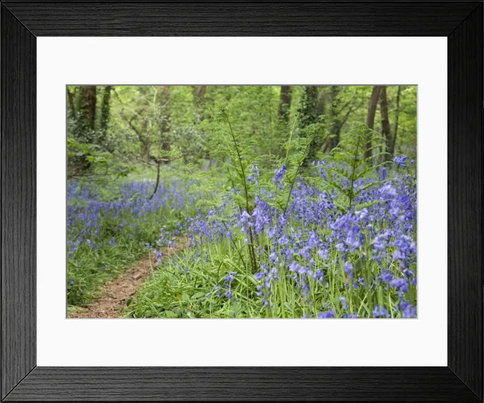 Framed Print : Bluebells - Godolphin Woods - Cornwall - UK Framed Print : Bluebells - Godolphin Woods - Cornwall - UK
