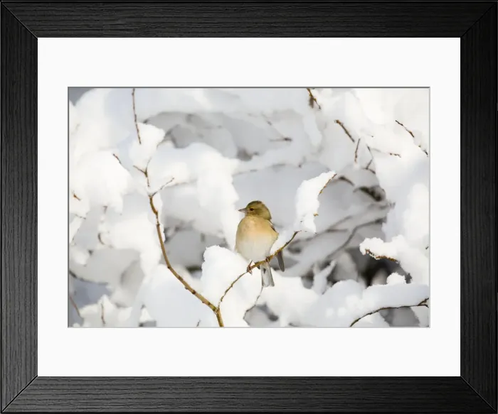 Framed Print : Chaffinch - female in snow - Scotland, UK Framed Print : Chaffinch - female in snow - Scotland, UK
