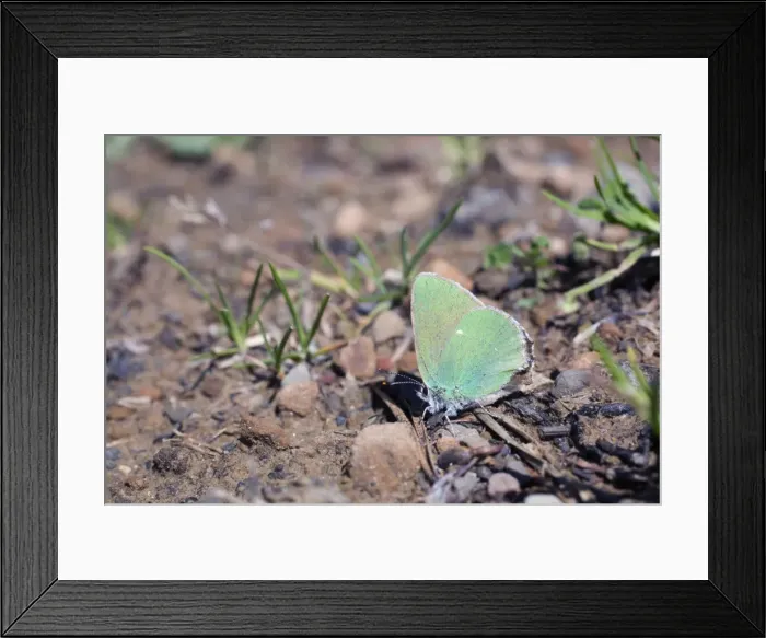 Framed Print : Green Hairstreak Butterfly - Spain