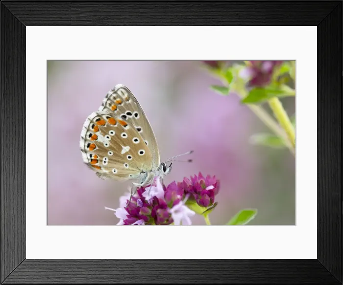 Framed Print : Adonis Blue Butterfly - female on flower - UK Framed Print : Adonis Blue Butterfly - female on flower - UK
