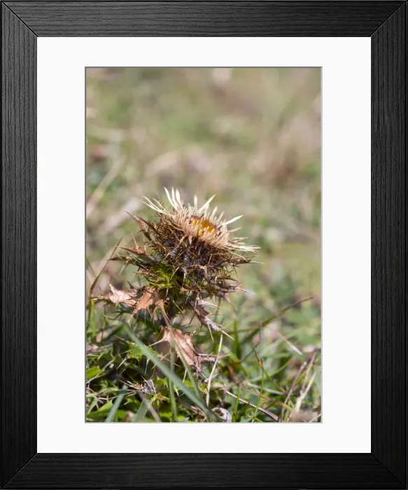 Framed Print : Carline Thistle Flower - Wales, UK Framed Print : Carline Thistle Flower - Wales, UK
