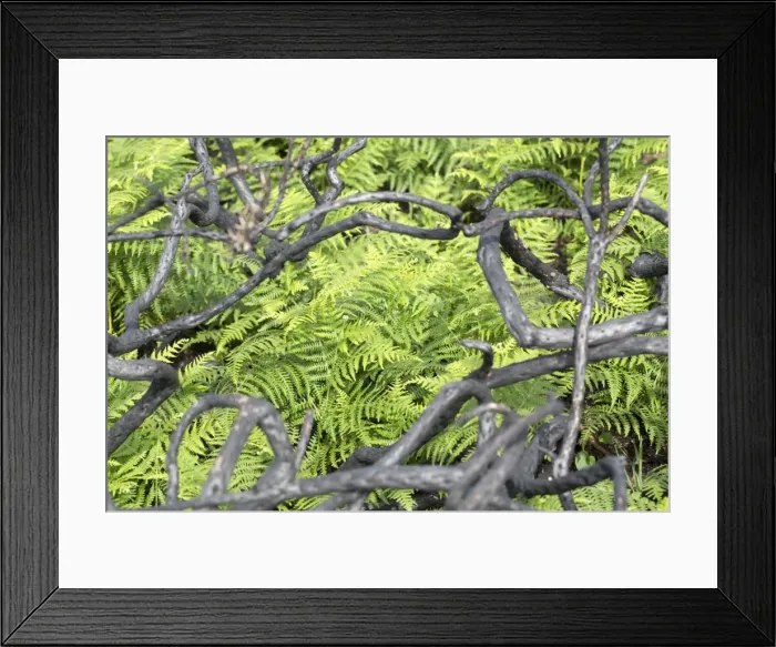 Framed Print : Burnt Gorse Stems - with Bracken in the background - Wales, UK Framed Print : Burnt Gorse Stems - with Bracken in the background - Wales, UK