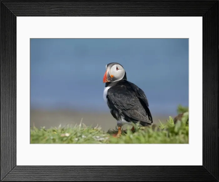 Framed Print : Puffin - Lunga - Scotland - UK Framed Print : Puffin - Lunga - Scotland - UK
