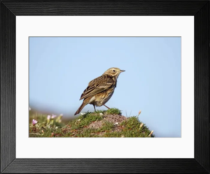 Framed Print : Meadow Pipit - on thrift - Cornwall - UK Framed Print : Meadow Pipit - on thrift - Cornwall - UK