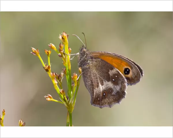 Gatekeeper Butterfly - Underwing - UK