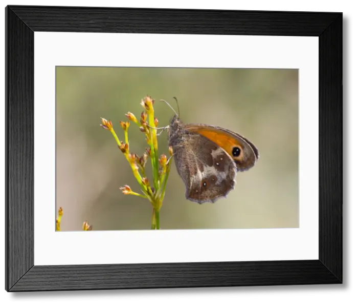 Framed Print : Gatekeeper Butterfly - Underwing - UK Framed Print : Gatekeeper Butterfly - Underwing - UK