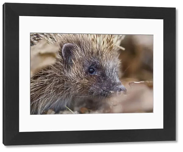 Hedgehog - UK