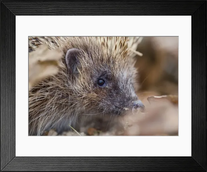Framed Print : Hedgehog - UK Framed Print : Hedgehog - UK