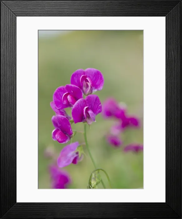 Framed Print : Broad Leaved Everlasting Pea - Wales - UK Framed Print : Broad Leaved Everlasting Pea - Wales - UK