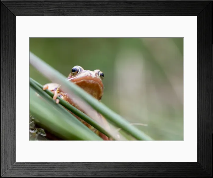 Framed Print : Common Frog - Yellow Variant - Cornwall - UK Framed Print : Common Frog - Yellow Variant - Cornwall - UK