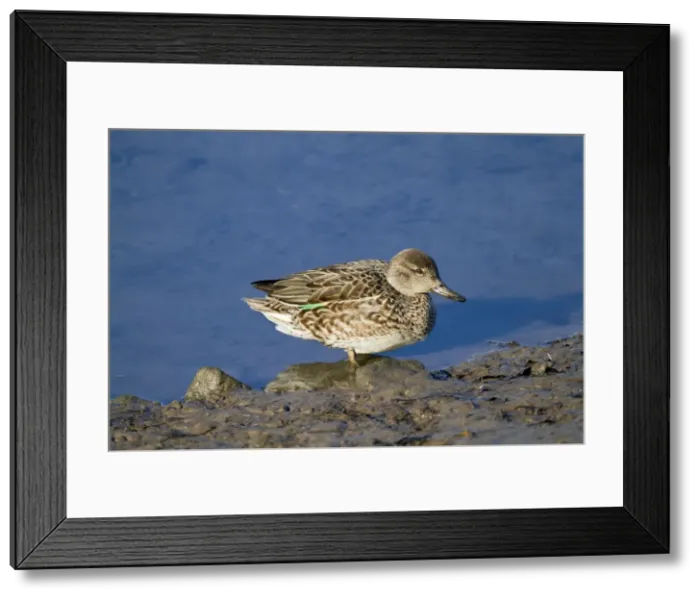 Framed Print : Teal - female - Cornwall - UK Framed Print : Teal - female - Cornwall - UK