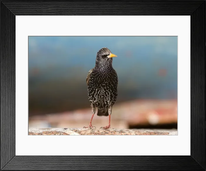 Framed Print : Starling - Cornwall - UK Framed Print : Starling - Cornwall - UK