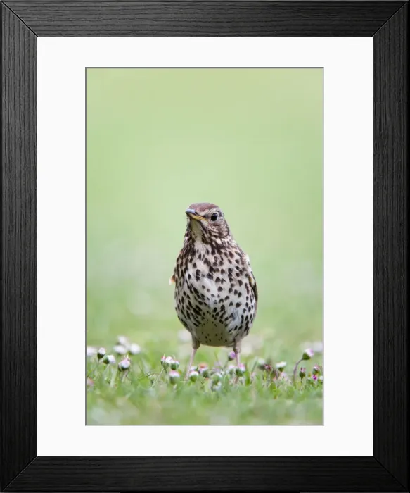 Framed Print : Song Thrush - Cornwall - UK Framed Print : Song Thrush - Cornwall - UK