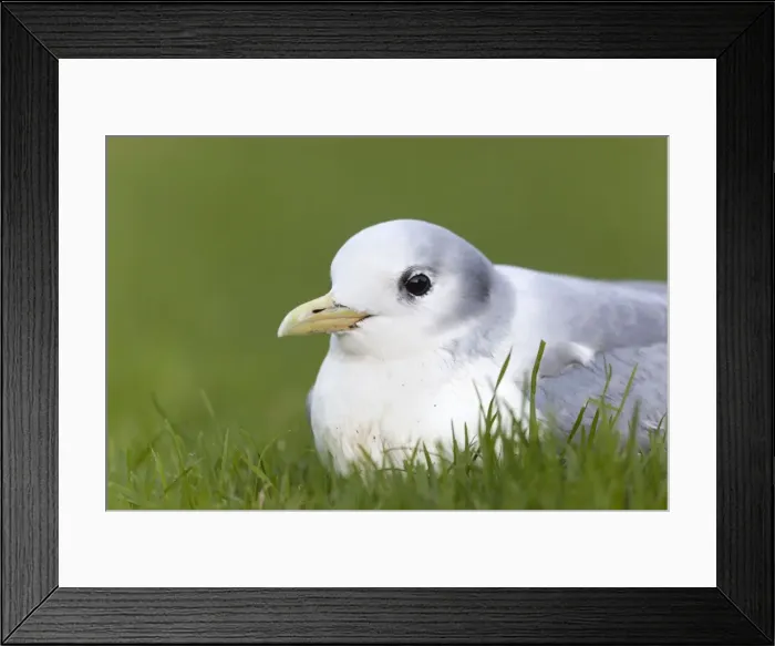 Framed Print : Kittiwake - winter - Cornwall - UK Framed Print : Kittiwake - winter - Cornwall - UK