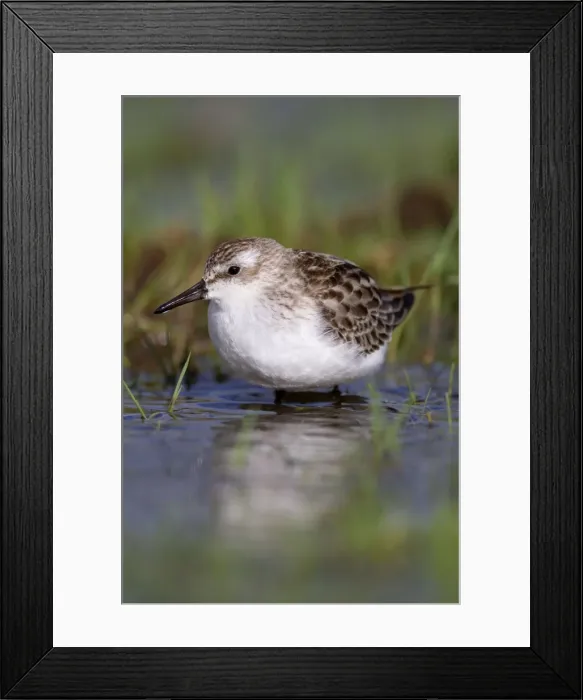 Framed Print : Semi Palmated Sandpiper - Autumn migrant - Cornwall - UK Framed Print : Semi Palmated Sandpiper - Autumn migrant - Cornwall - UK