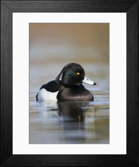 Framed Print : Tufted Duck - male - Cornwall - UK Framed Print : Tufted Duck - male - Cornwall - UK