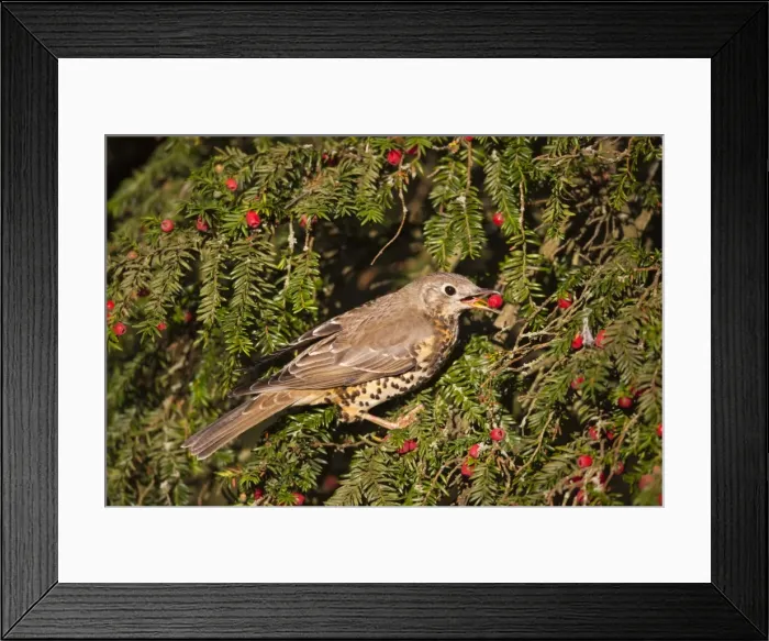 Framed Print : Mistle Thrush - eating yew berries Yorkshire - UK Framed Print : Mistle Thrush - eating yew berries Yorkshire - UK