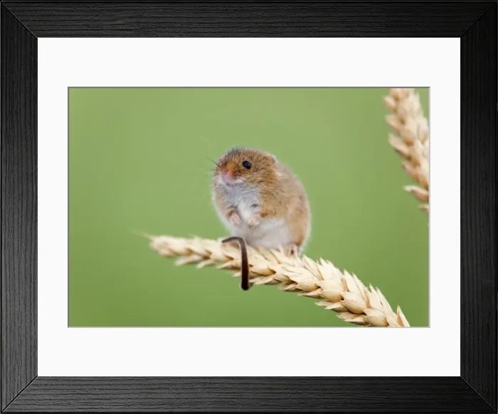 Framed Print : Harvest Mouse - UK - Captive Framed Print : Harvest Mouse - UK - Captive