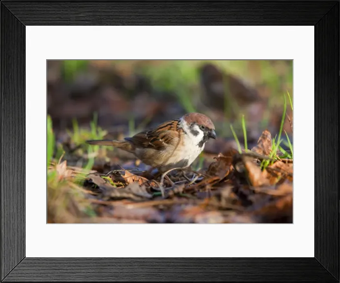 Framed Print : Tree Sparrow - UK Framed Print : Tree Sparrow - UK