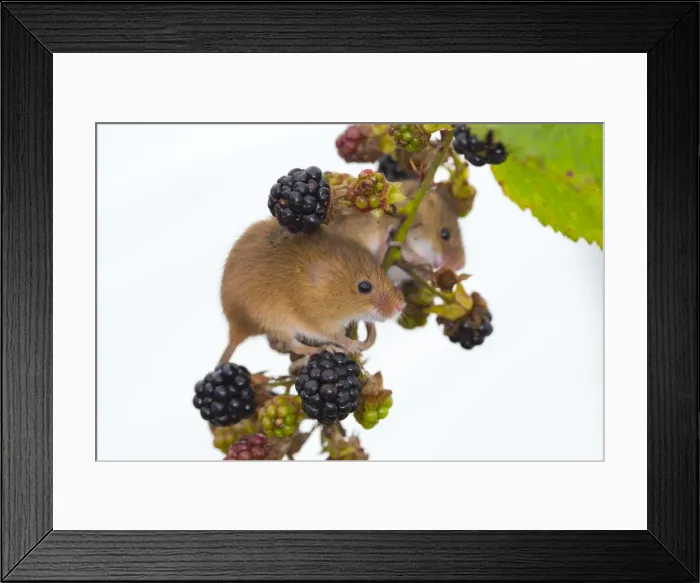 Framed Print : Harvest Mice - UK - Captive - Blackberries Framed Print : Harvest Mice - UK - Captive - Blackberries