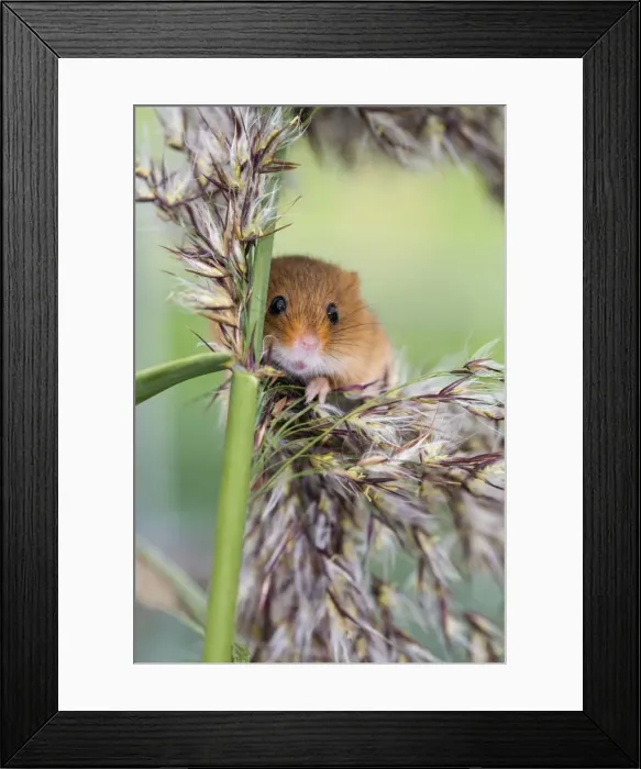 Framed Print : Harvest Mouse - UK - Captive - on Reeds Framed Print : Harvest Mouse - UK - Captive - on Reeds