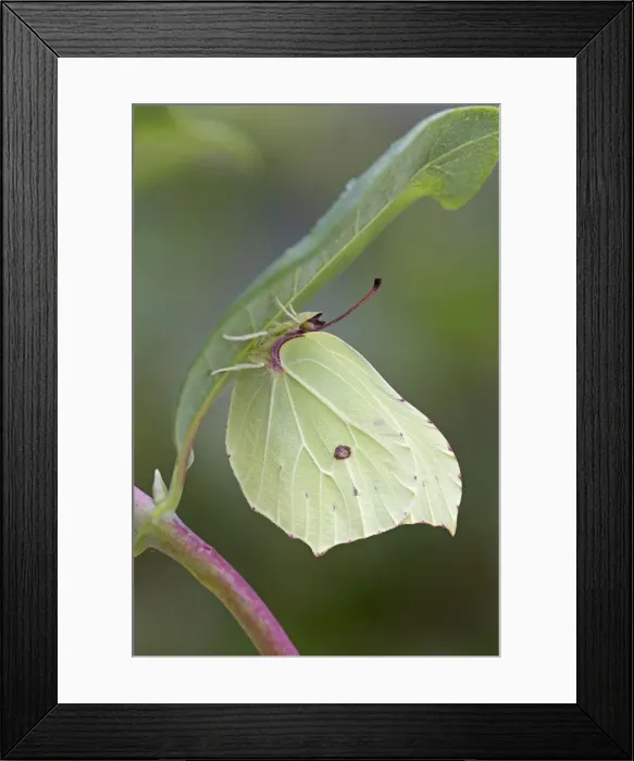 Framed Print : Brimstone Butterfly - male - UK Framed Print : Brimstone Butterfly - male - UK