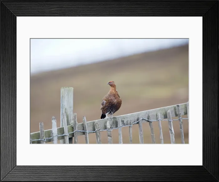 Framed Print : Red Grouse - male on fence - Scotland, UK Framed Print : Red Grouse - male on fence - Scotland, UK