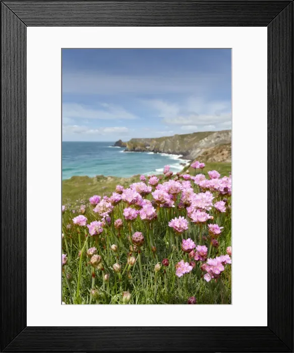 Framed Print : Kynance Cove - Cornwall - UK - Thrift in Foreground Framed Print : Kynance Cove - Cornwall - UK - Thrift in Foreground