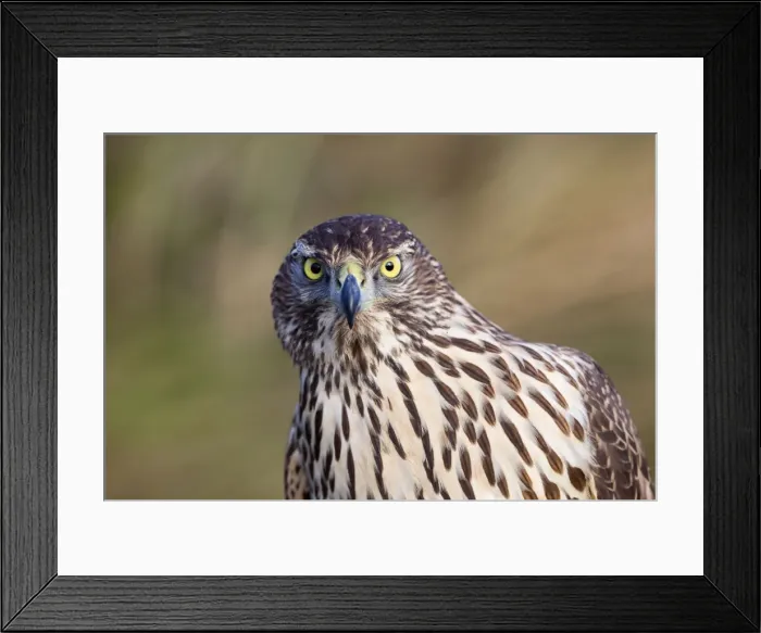 Framed Print : Goshawk Portrait - UK Framed Print : Goshawk Portrait - UK