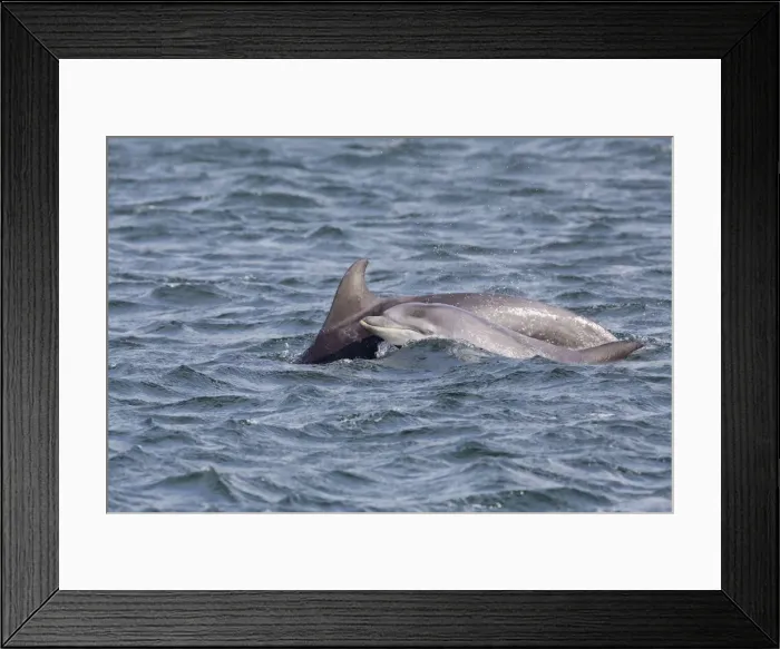 Framed Print : Bottlenose Dolphins - Moray Firth, Scotland, UK Framed Print : Bottlenose Dolphins - Moray Firth, Scotland, UK