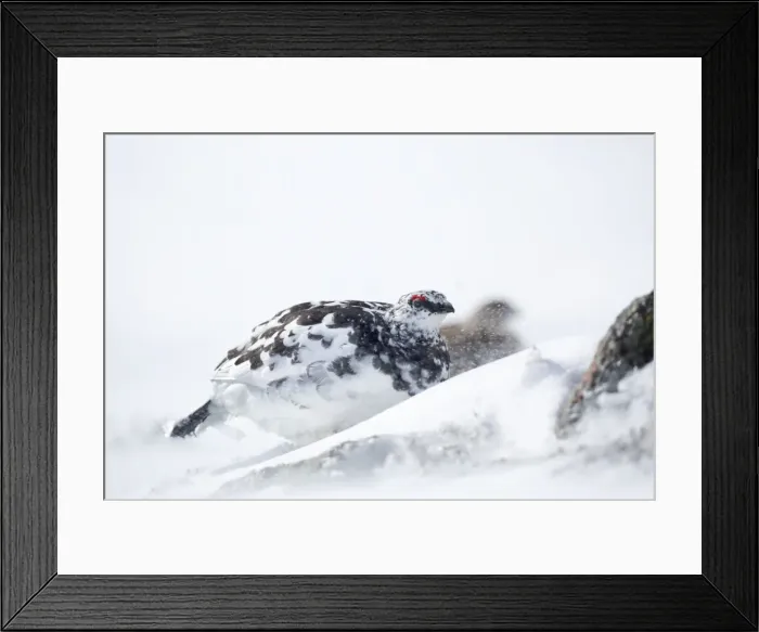 Framed Print : Rock Ptarmigan - male in snow - Cairngorm, Scotland, UK Framed Print : Rock Ptarmigan - male in snow - Cairngorm, Scotland, UK