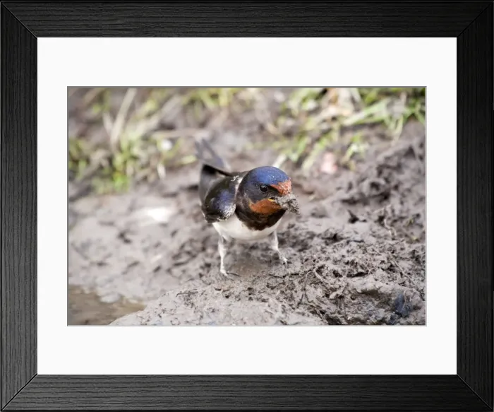Framed Print : Swallow - collecting mud as nesting material - UK Framed Print : Swallow - collecting mud as nesting material - UK