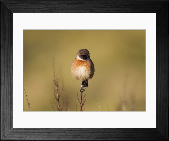 Framed Print : Stonechat - male - Cornwall - UK Framed Print : Stonechat - male - Cornwall - UK