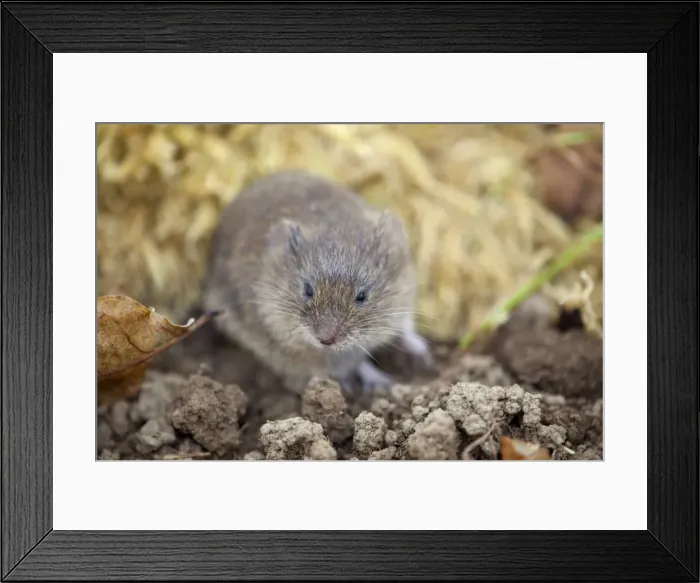 Framed Print : Field Vole - UK Framed Print : Field Vole - UK
