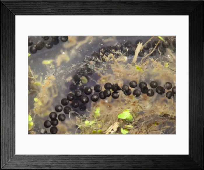 Framed Print : Toad spawn - Cornwall - UK Framed Print : Toad spawn - Cornwall - UK